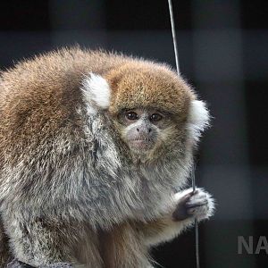 White-eared titi, March 2016