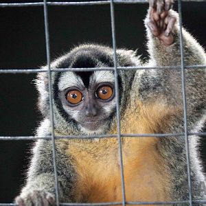 Azara's night monkey, March 2016