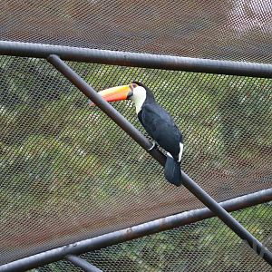 Toco toucan, March 2016