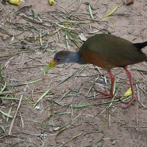Wood rail, March 2016