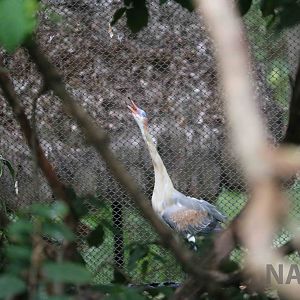 Whistling heron, March 2016