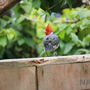 Red-crested cardinal, March 2016