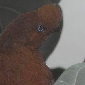 Andean Cock of The Rock