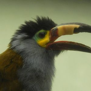 Plate Billed Mountain Toucan