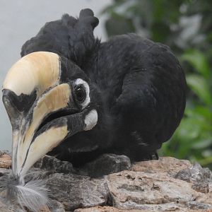 Oriental Pied Hornbill