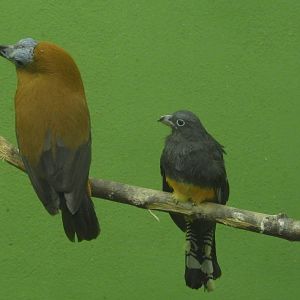 Capuchin Bird and Green Backed Trogon