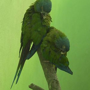 Blue Headed Macaw