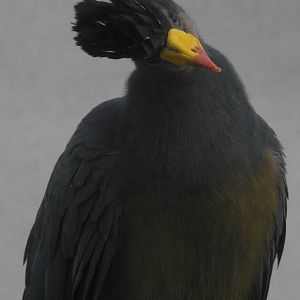 Great Blue Turaco
