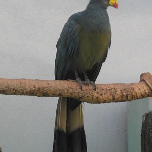 Great Blue Turaco