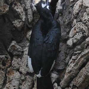 Oriental Pied hornbill