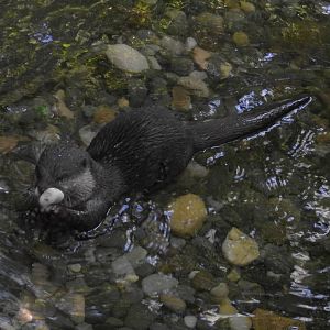 Asian Short Clawed Otter
