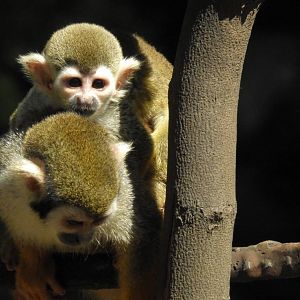 Squirrel Monkey
