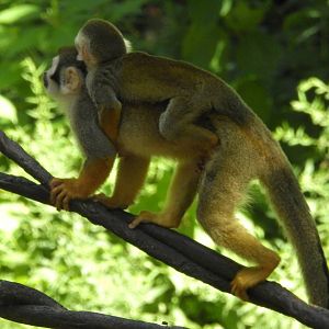 Squirrel Monkey