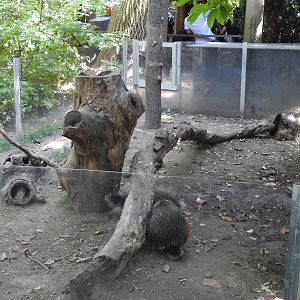 North American Porcupine Enclosure