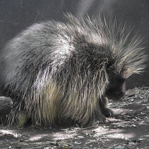 North American Porcupine