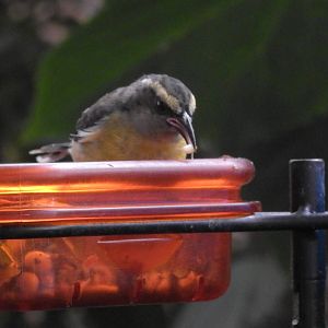 Bananaquit