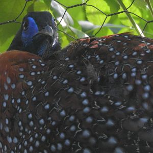 Temminck's Tragopan
