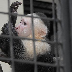 White Headed Capuchin
