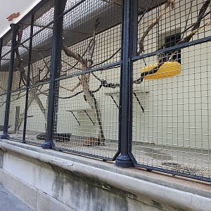 White Headed Capuchin Enclosure