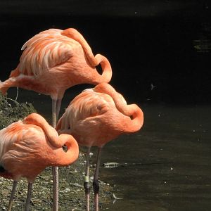 American Flamingo