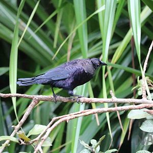Giant cowbird, March 2016