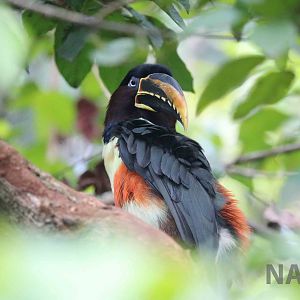 Chestnut-eared aracari, March 2016