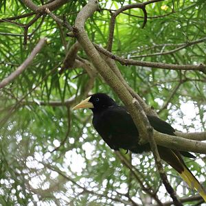 Crested oropendola, March 2016