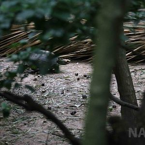 Yellow-footed tortoise, March 2016