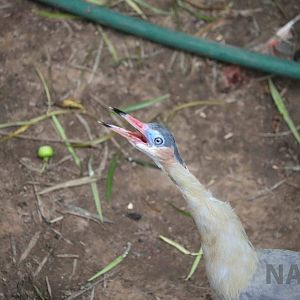 Whistling heron, March 2016