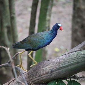 American purple gallinule, March 2016