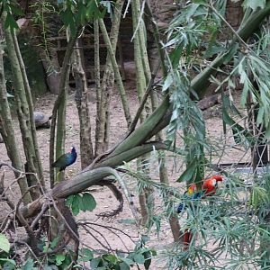 Inside the aviary, March 2016