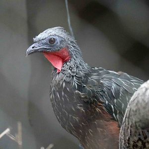Dusky-legged guan, March 2016