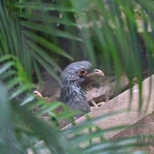 Chaco chacalaca, March 2016