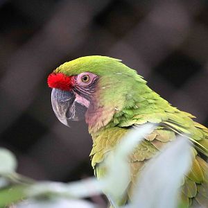Bolivian military macaw, March 2016