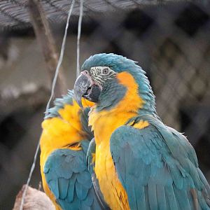 Blue-throated macaws, March 2016