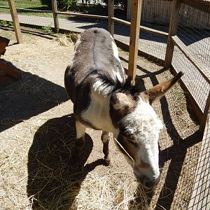 8/22/2016 - Menominee Park Zoo - Sicilian Donkey