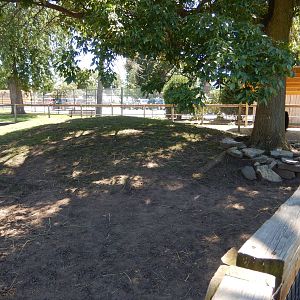 8/22/2016 - Menominee Park Zoo - Sicilian Donkey & Miniature Horse Yard