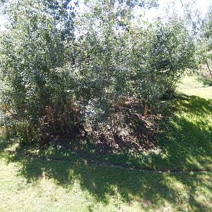 8/22/2016 - Menominee Park Zoo - Timber Wolf Habitat