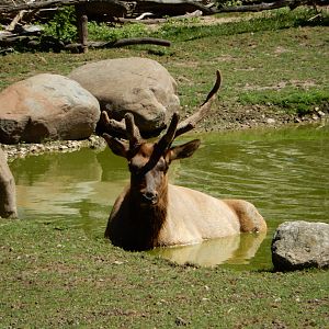 8/22/2016 - Menominee Park Zoo - Bull Elk