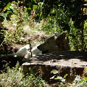 8/22/2016 - Menominee Park Zoo - Timber Wolf