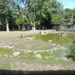 8/22/2016 - Menominee Park Zoo - Elk Habitat