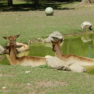 8/22/2016 - Menominee Park Zoo - Elk Cows