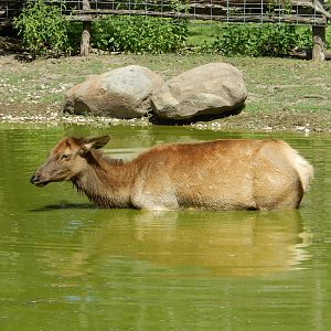 8/22/2016 - Menominee Park Zoo - Elk Cow