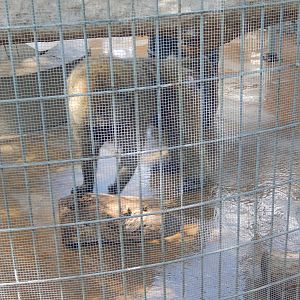 8/22/2016 - Menominee Park Zoo - Olive Baboon