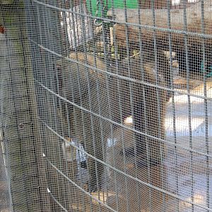 8/22/2016 - Menominee Park Zoo - Olive Baboon