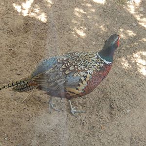 8/22/2016 - Menominee Park Zoo - Ring-neck Pheasant