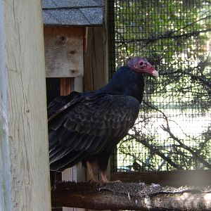 8/22/2016 - Menominee Park Zoo - Turkey Vulture