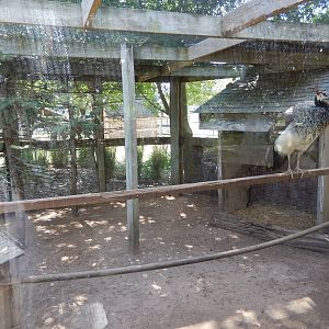 8/22/2016 - Menominee Park Zoo - Indian Peafowl Exhibit