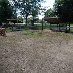 8/22/2016 - Menominee Park Zoo - Alpaca Yard