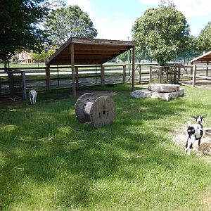 8/22/2016 - Menominee Park Zoo - Goat Yard